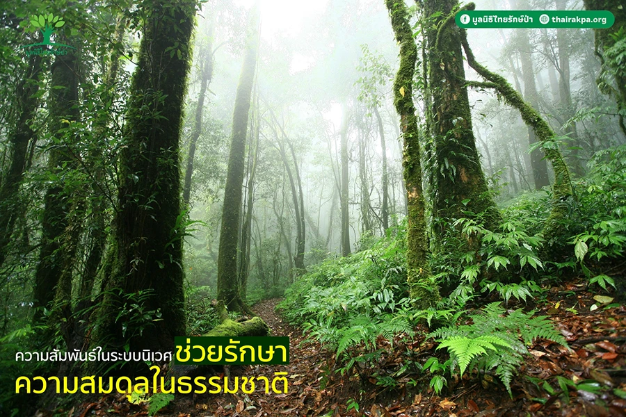 ความสัมพันธ์ในระบบนิเวศช่วยรักษาความสมดุลในธรรมชาติ