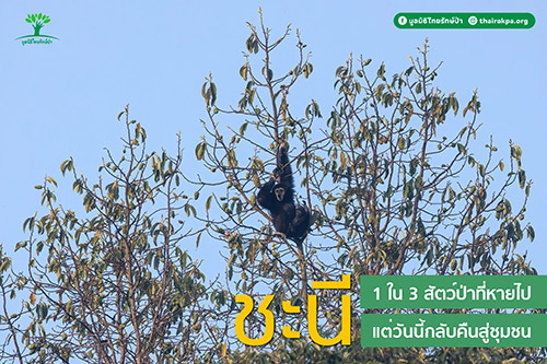 ชะนีบนยอดไม้ในป่าดิบเขา เส้นทางศึกษาธรรมชาติผาดอกเสี้ยว